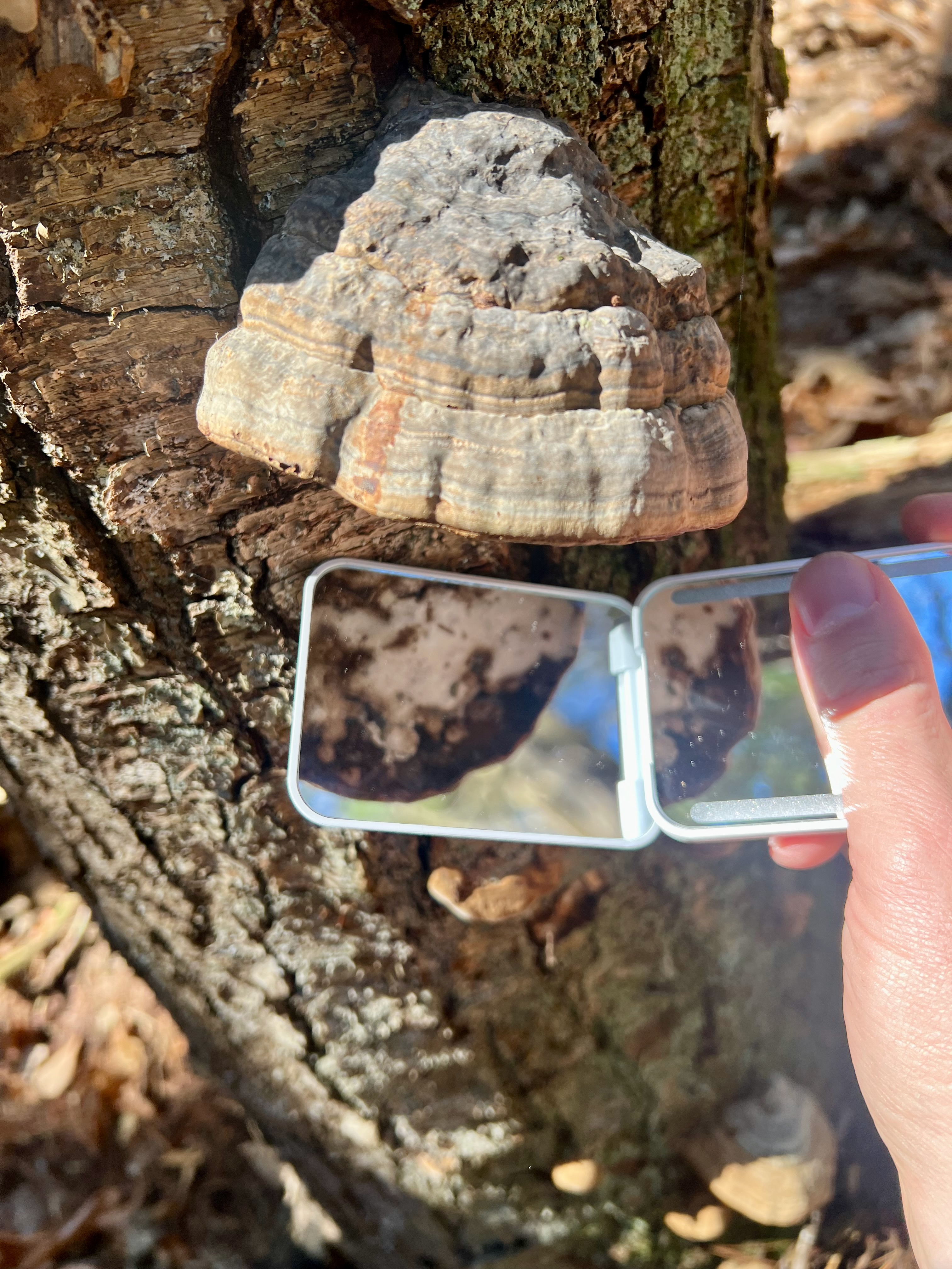 Fomes fomentarius